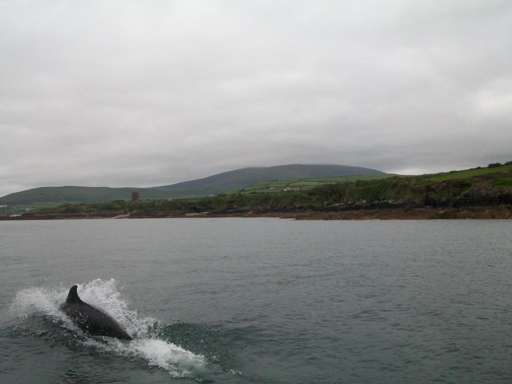 Fiuise B&B Dingle Zewnętrze zdjęcie